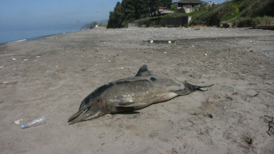 Yunus ölümlerine karşı 'pingers'