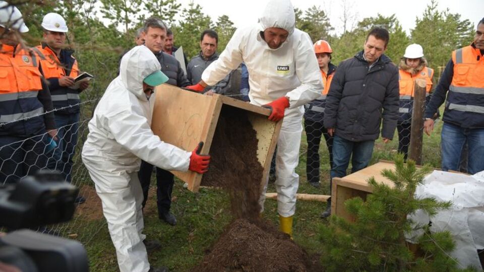 35 karınca yuvası taşındı
