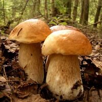 Mantar toplarken dikkat edilmesi gerekenler!