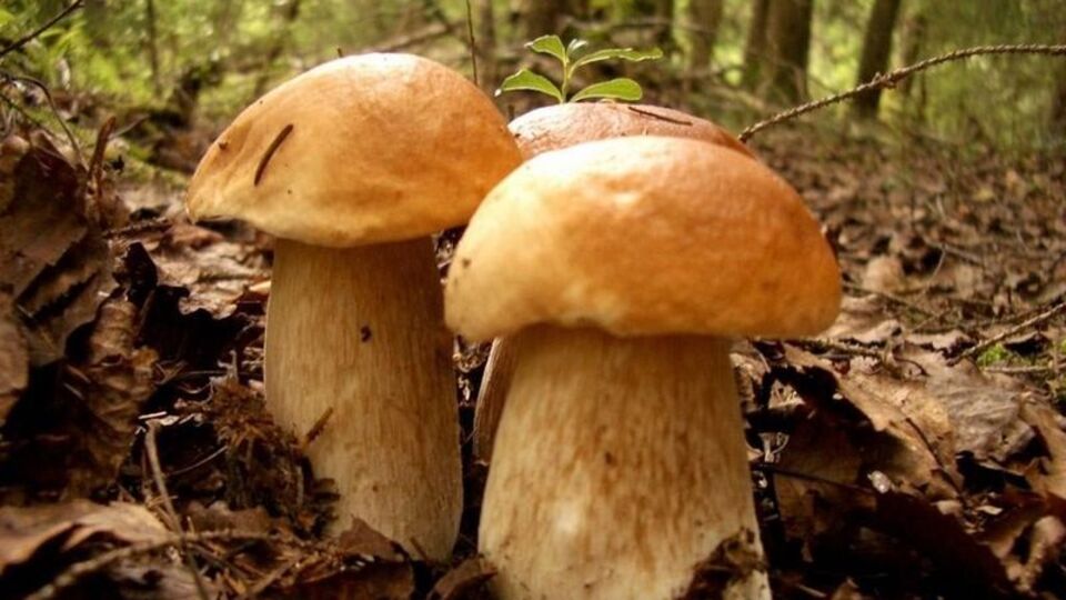 Mantar toplarken dikkat edilmesi gerekenler!