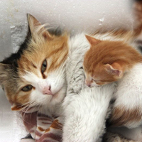 Kedinin merhameti yavrunun hayatını kurtardı!