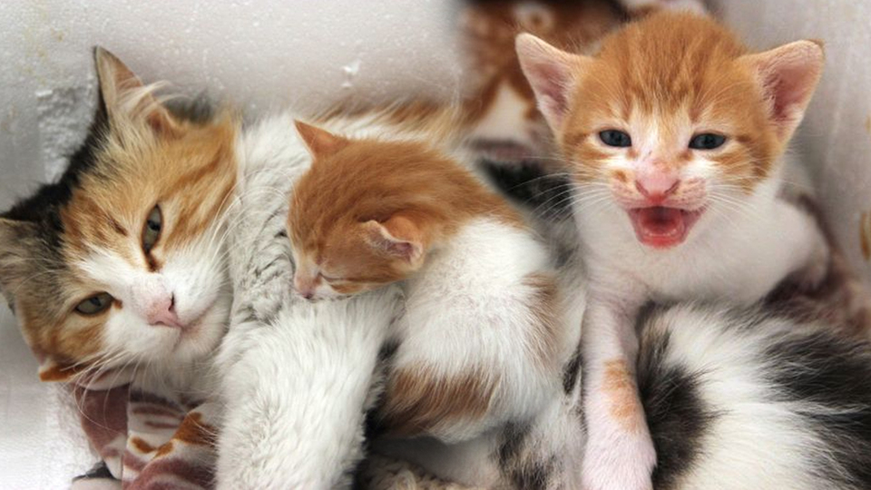 Kedinin merhameti yavrunun hayatını kurtardı!