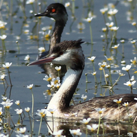 Kızılırmak Deltası'na göç eden kuşlardan kartpostallık görüntüler!
