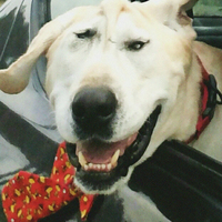 Bu halde bulunmuştu, işte son hali!