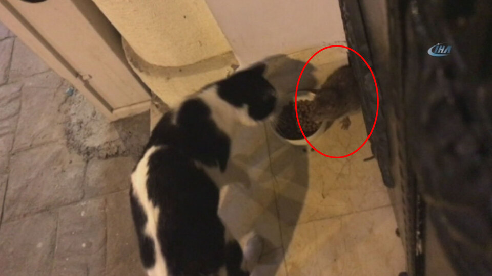 Bu da sokak faresi! Cihangir'de onu gören hemen telefona sarılıyor!