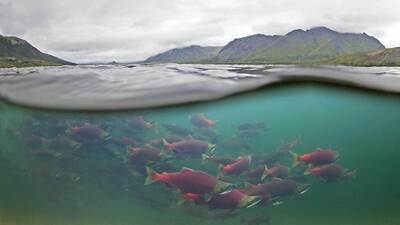 Ordu'da üretiliyor, tanesi 150 liradan satılıyor