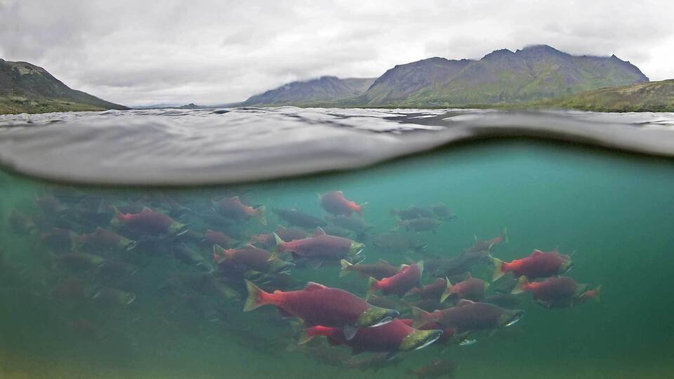 Ordu'da üretiliyor, tanesi 150 liradan satılıyor