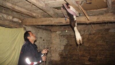 Evin içinde inek kurtarma operasyonu