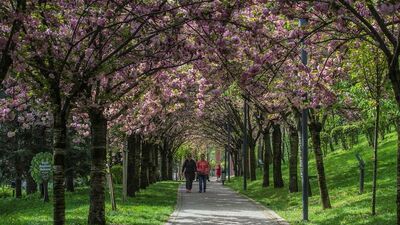 Dikmen'de Japon kiraz ağaçları görsel şölen sunuyor