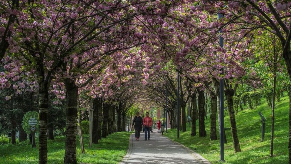 Dikmen'de Japon kiraz ağaçları görsel şölen sunuyor