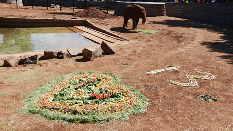 Fil 'Gabi'ye 50 bin kişiyle doğum günü kutlaması