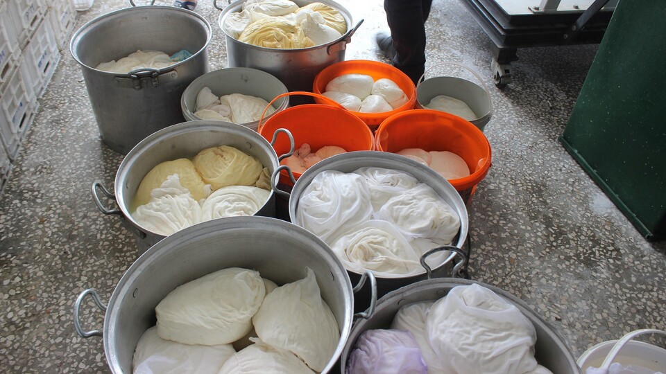 100 ton peynir üretilen ilçede tek bir patentli peynir markası yok