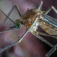 Çin'de dünyanın en büyük sivrisinek türü bulundu!