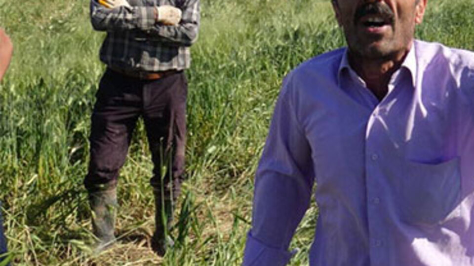 Nusaybin'de domuzlardan büyük zarar