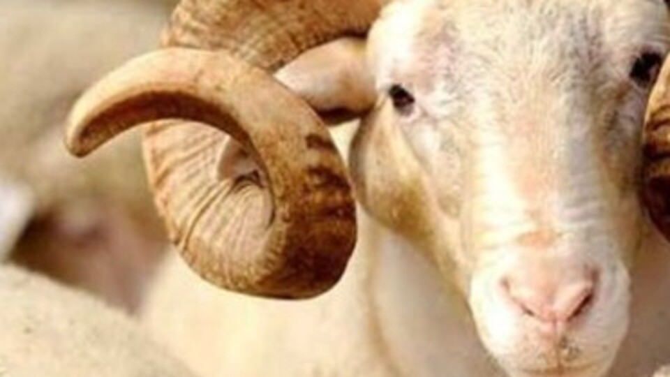 Kurban Bayramı ne zaman?