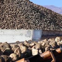 Şeker fabrikalarının ihale sonuçları teker teker açıklanıyor