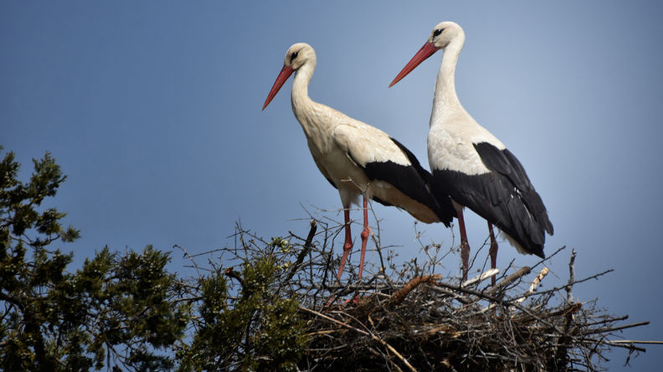 Dünyanın en sadık leyleği! Felçli eşini 16 yıldır yalnız bırakmıyor