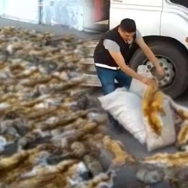 Haydarpaşa Ro-Ro Limanı'nda ele geçirildi! 10 çuval içinde 120 adet