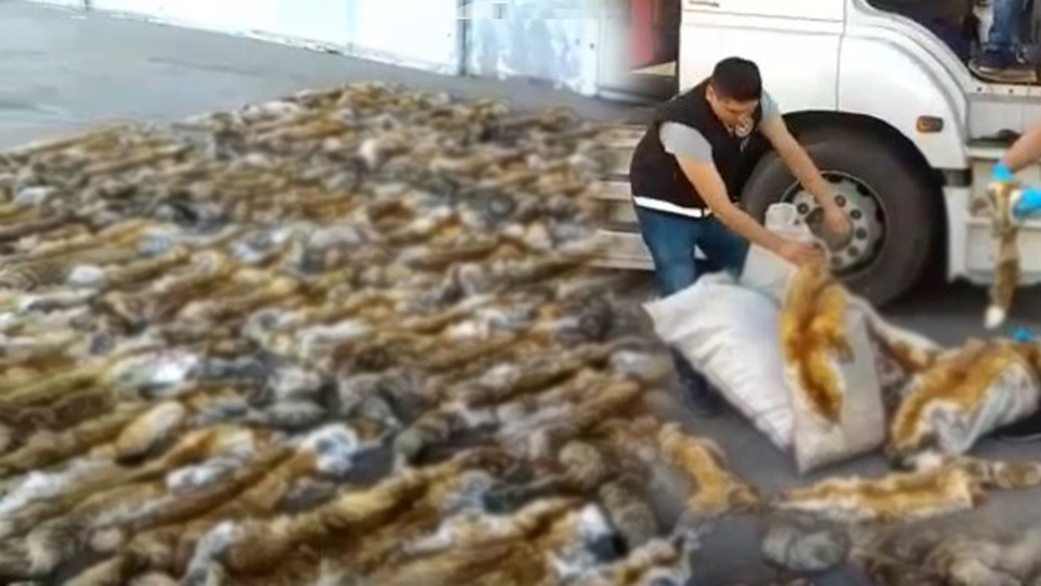 Haydarpaşa Ro-Ro Limanı'nda ele geçirildi! 10 çuval içinde 120 adet