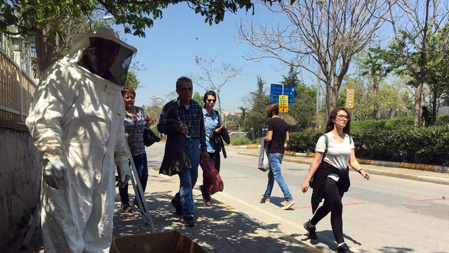 Kadıköy'ü arılar bastı!