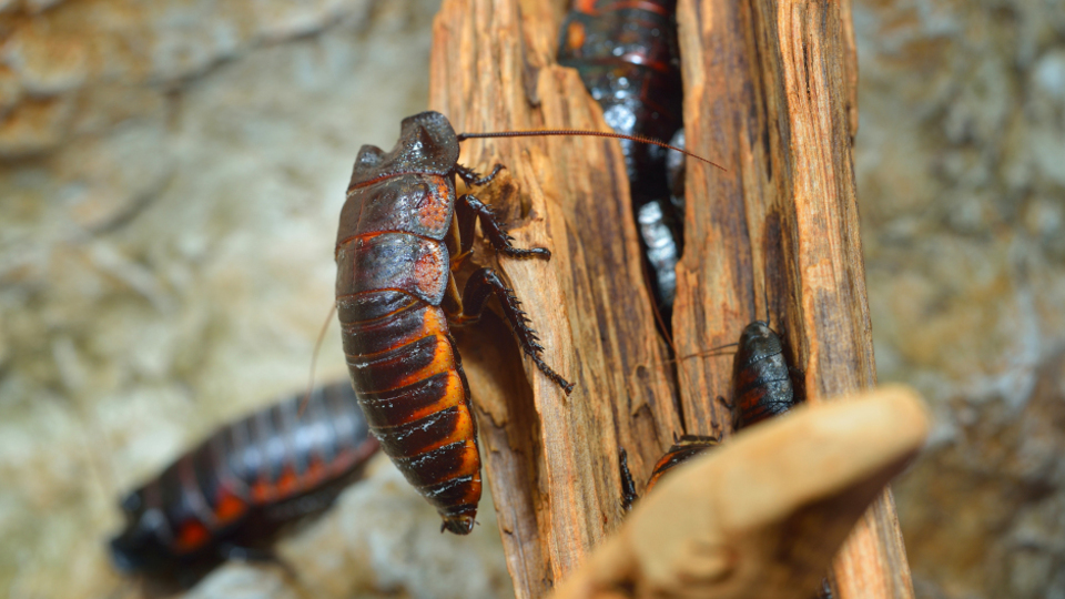 Yılda 6 milyar hamam böceği üretiyorlar! İşte hamam böceğinin kullanım alanları...