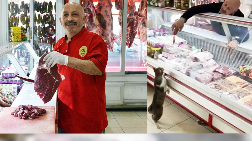 Bu görüntüler sosyal medyada fenomen olmuştu! Kedi Yeşim'in ünü dünyaya yayıldı