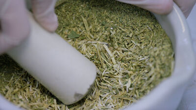 Kansere çare olan o bitki sadece Türkiye'de yetişiyor!