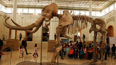 Kaçakçılara karşı dişsiz fil!