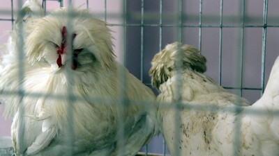 Bu tavuklar otomobil fiyatına satılıyor!