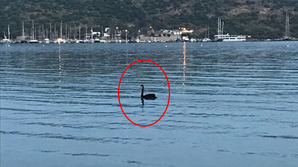 Türkiye'de ilk kez görüldü, AKUT ekipleri peşine düştü!