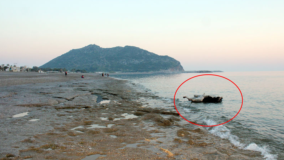 Yer: Antalya... Kıyıya vurdu!