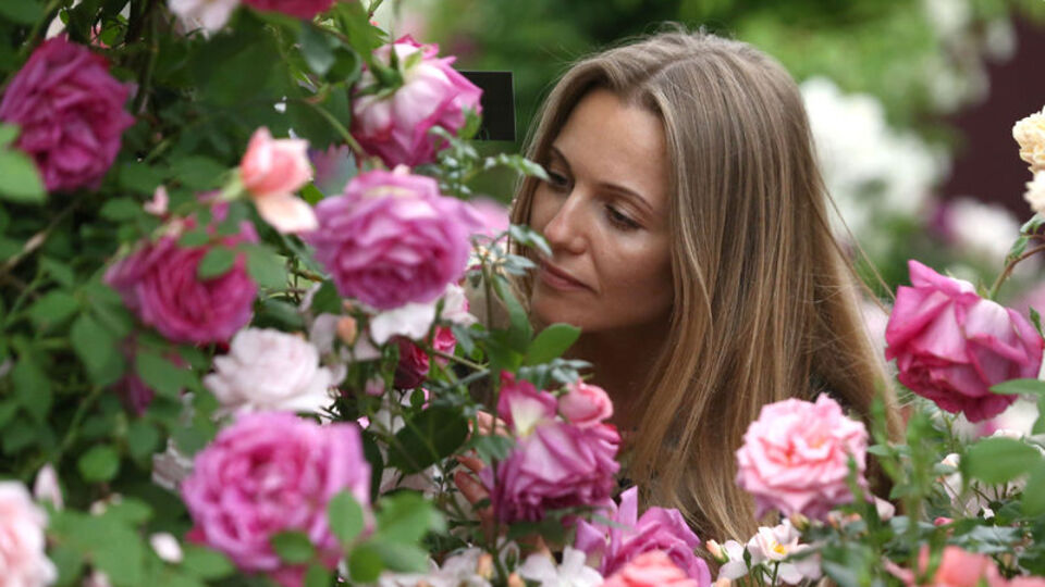 Gülün genetiği çözüldü! İşte şaşırtıcı gerçek