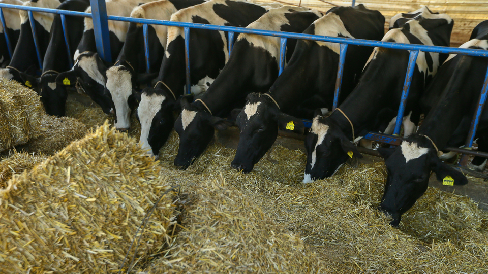 İrlanda'dan 2 bin tane daha geliyor!