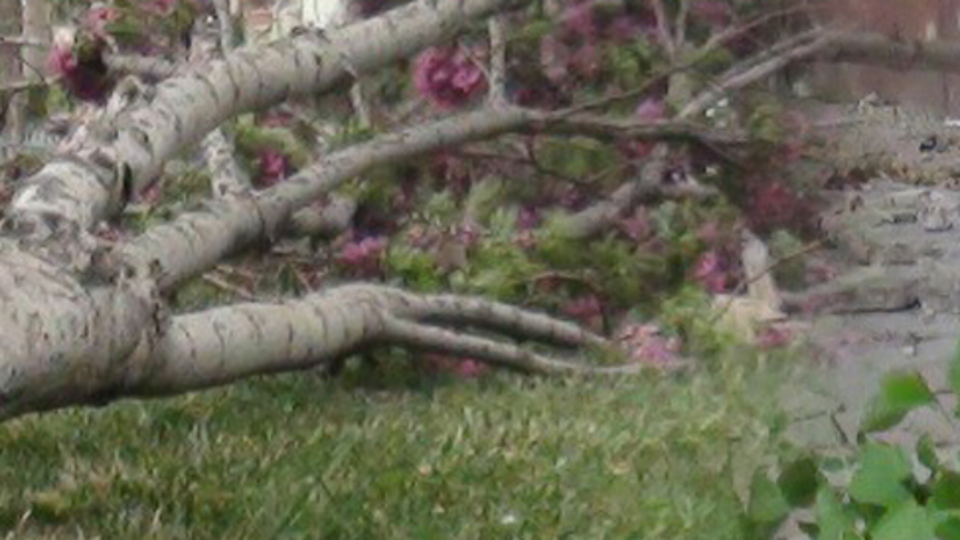 Ağaçlar yerinden söküldü, çöp konteynerleri savruldu!