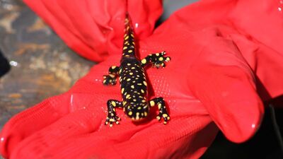 Köylüler korkudan su bile içemiyor