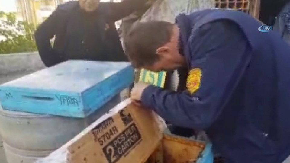 Bir anda daldırdı! Çıplak elle topladı