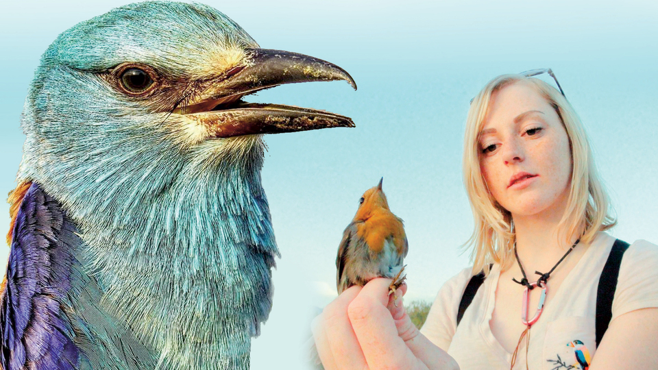 Afrika'dan çıktı Çıyrıklı'ya kondu, 2 ayda 2 bin kuş halkalandı!