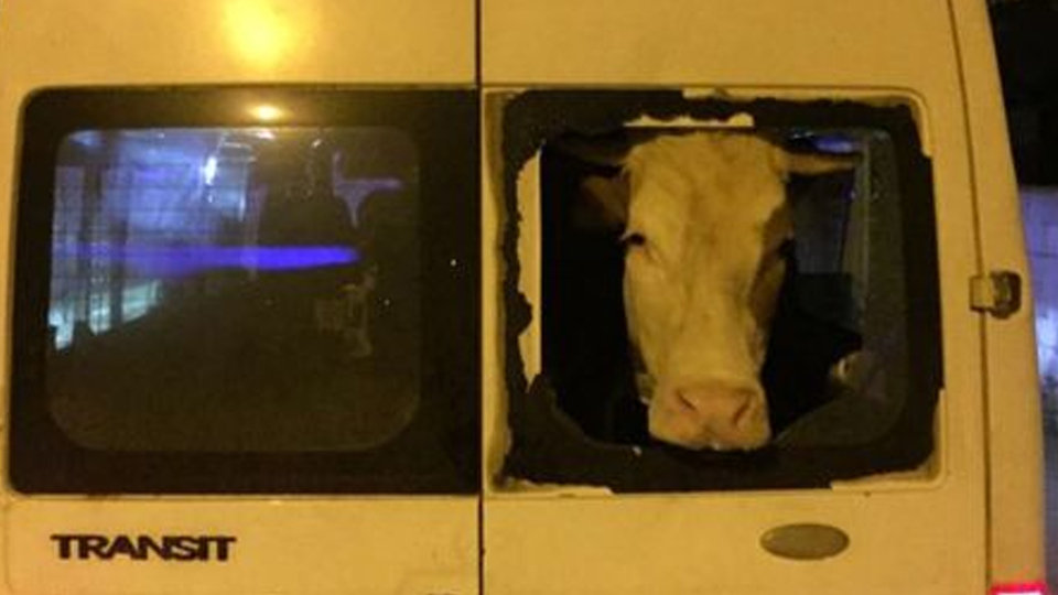 Yer: Van...Şaşkına çeviren görüntü