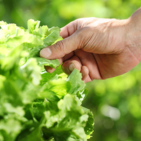 Korkunç! Marul yedi hayatını kaybetti!