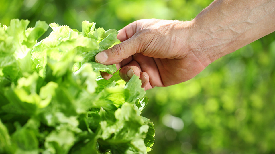 Korkunç! Marul yedi hayatını kaybetti!
