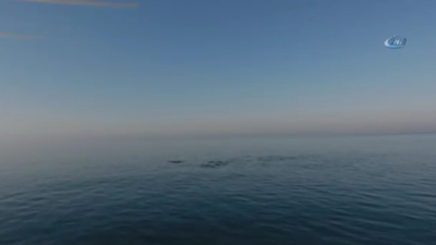 Yunusları görüntüleyen fotoğrafçı korkunç manzarayla karşılaştı!