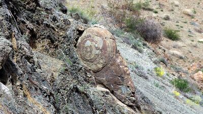 Vatandaş salyangoz fosili zannetti, işin aslı çok başka!