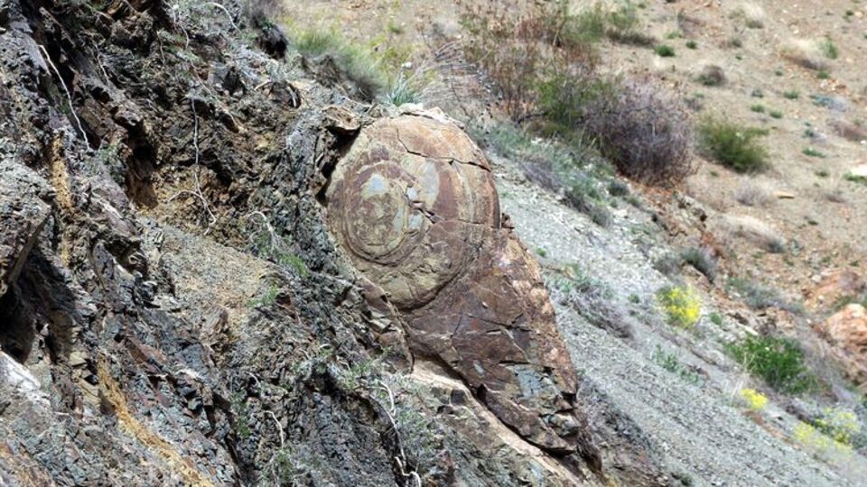 Vatandaş salyangoz fosili zannetti, işin aslı çok başka!