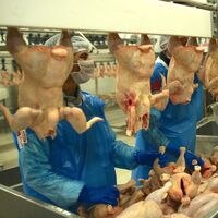 Rusya'ya 20 bin tonluk tavuk ihracatı yolda