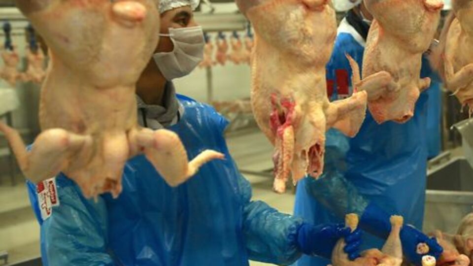 Rusya'ya 20 bin tonluk tavuk ihracatı yolda