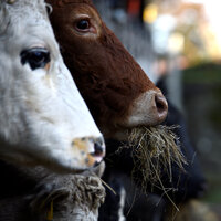 Beklenen ithal anguslar geldi