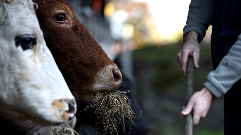 Beklenen ithal anguslar geldi