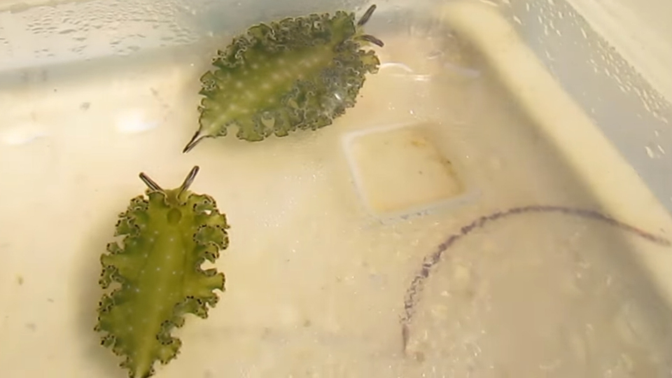 Bilim insanlarından inanılmaz keşif! Fotosentez yapabilen hayvan türü tespit edildi