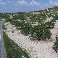 Rekolte düştü fiyatlar uçtu