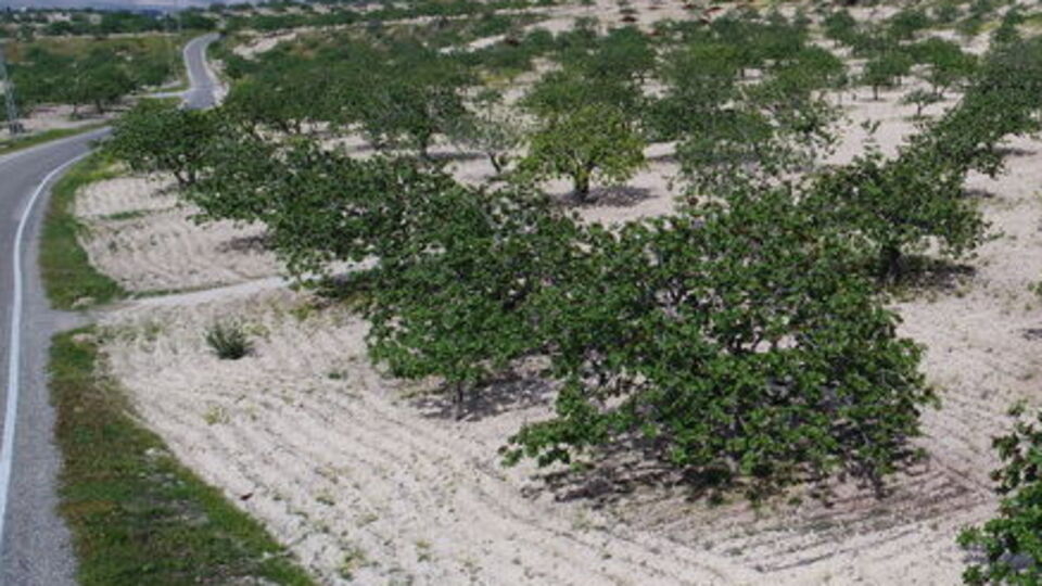 Rekolte düştü fiyatlar uçtu